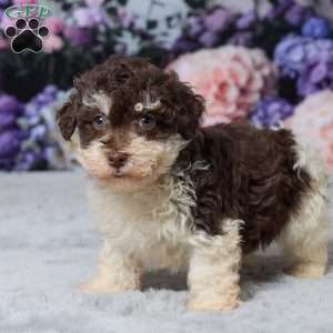 Titus, Havapoo Puppy